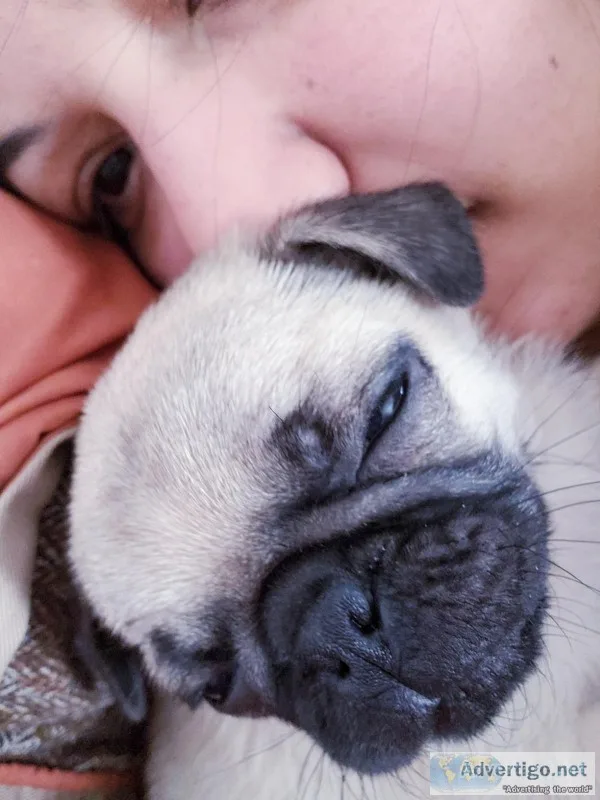Baby pug