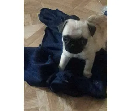 Baby pug