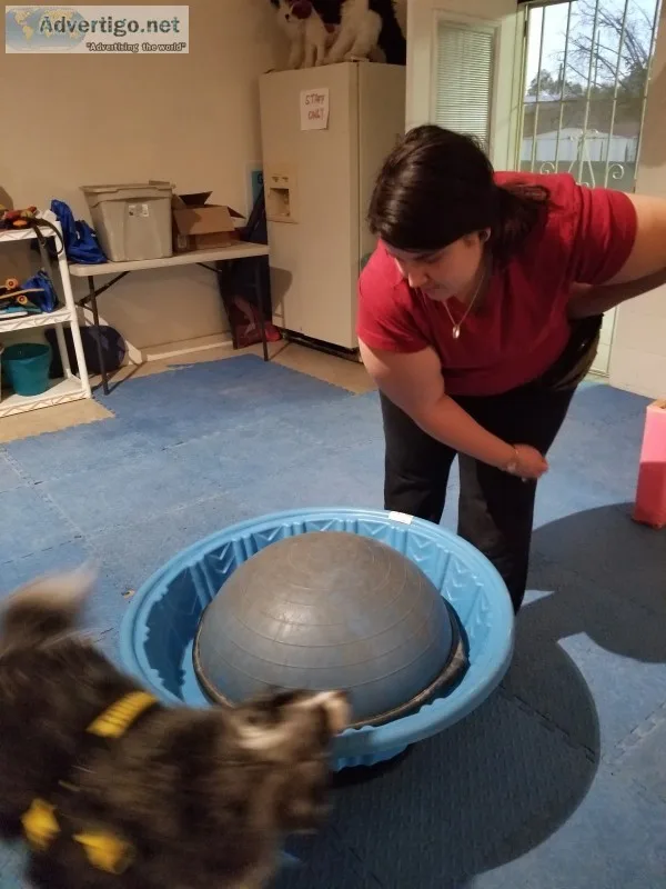Cognitive dog training