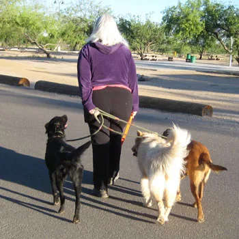 Cognitive dog training