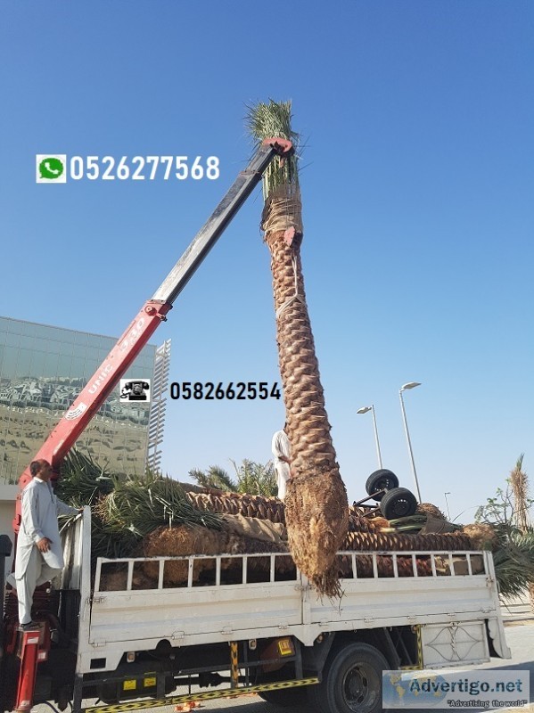 Saudi date palm tree sale 0526277568 