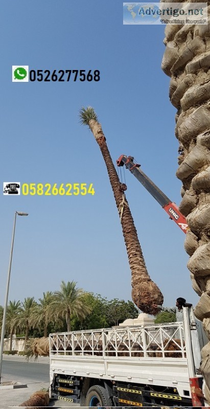Saudi date palm tree sale 0526277568 