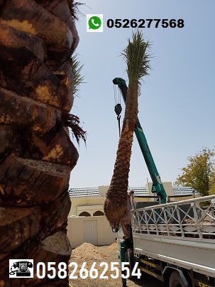 Saudi date palm tree sale 0526277568 