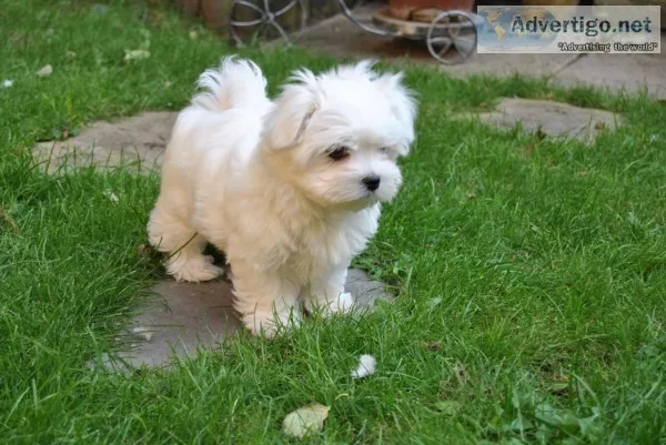 Two teacup maltese puppies needs a new f