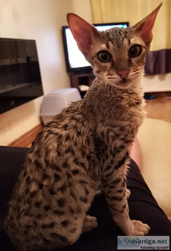 Savanah kittens for sale