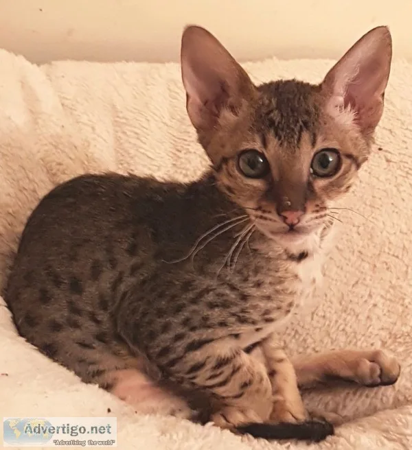 Savanah kittens for sale
