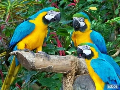 Loros guacamayos azules y dorados para r