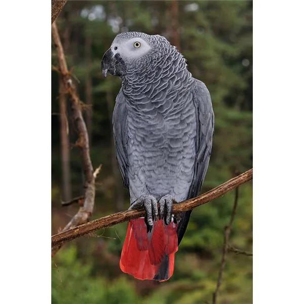 African grey parrots for sale