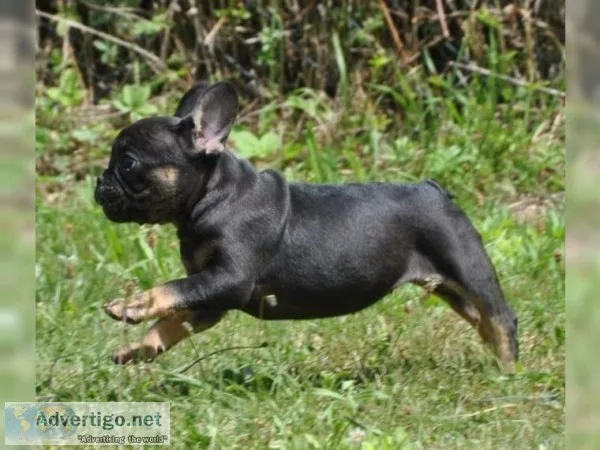 Home/raised akc french bulldog puppy for