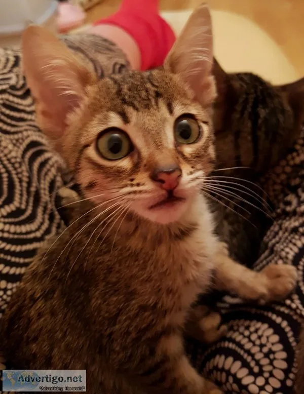 Savanah kittens for sale