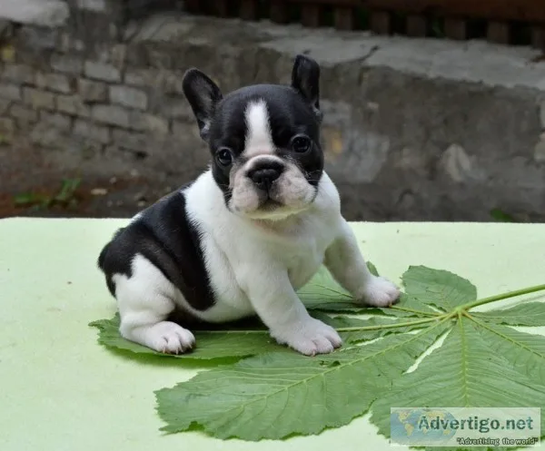 Home/raised akc french bulldog puppy for