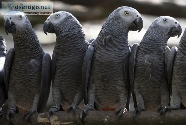 African grey parrots for sale