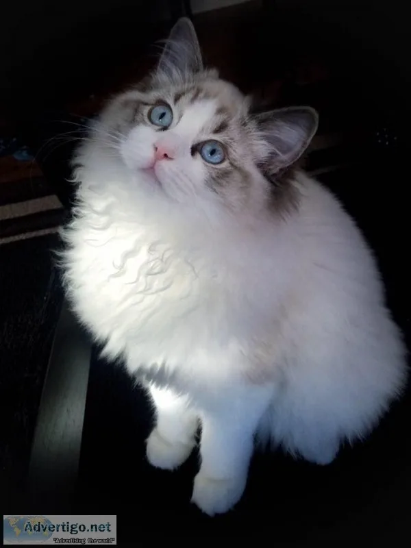 Ragdoll kittens
