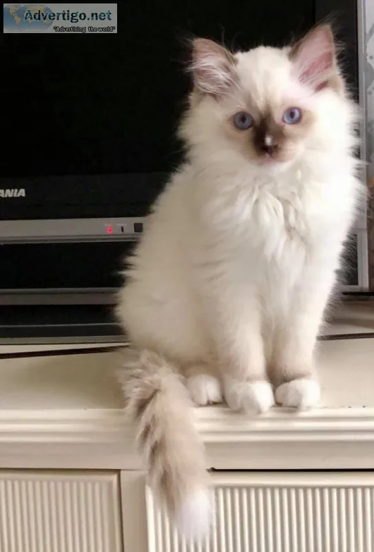Ragdoll kittens