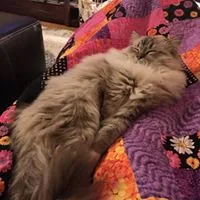 Ragdoll kittens