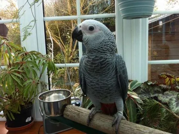 Adorable hand reared african grey baby