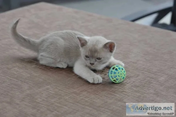 Beautiful burmese kittens blue, lilac, cho