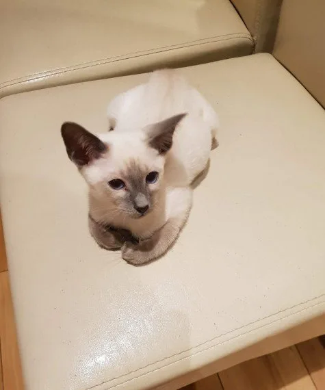 Beautiful siamese gccf registered kitten