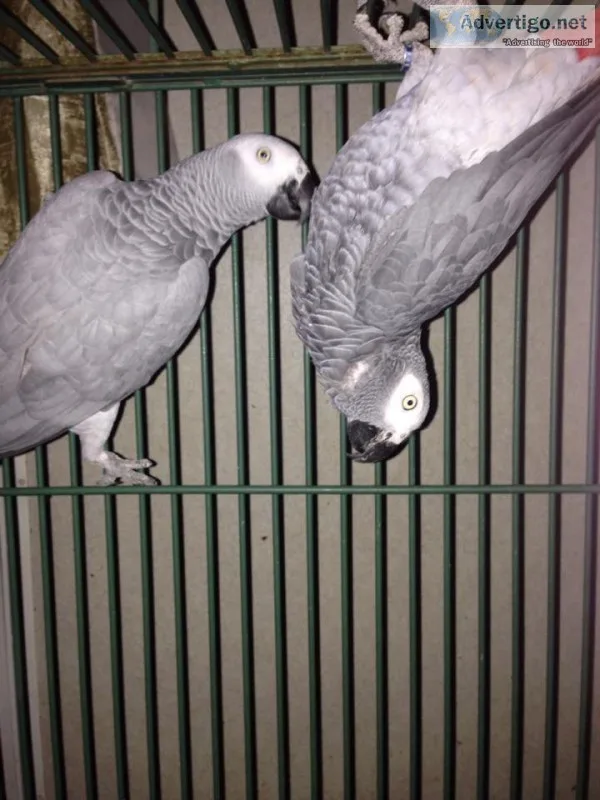 Birds for sale