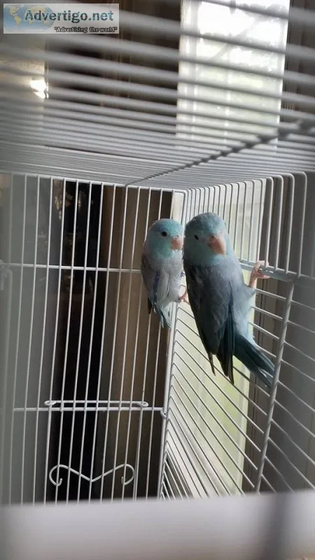 Adorable hand reared african grey baby