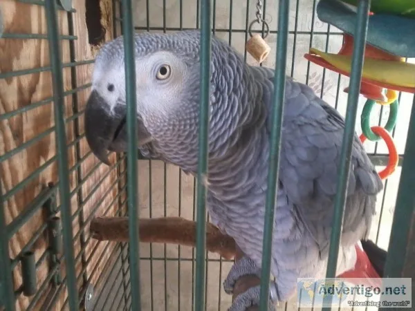 Birds for sale