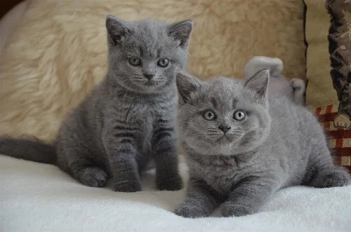 3 amazing british shorthair kittens
