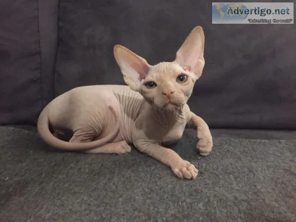 Bambino male odd eye sphynx kittens