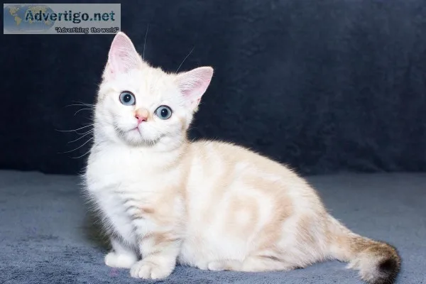 New years beautiful munchkin kittens