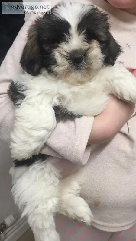 Adorable teddybear shih tzu puppies