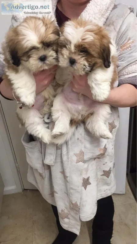 Adorable teddybear shih tzu puppies