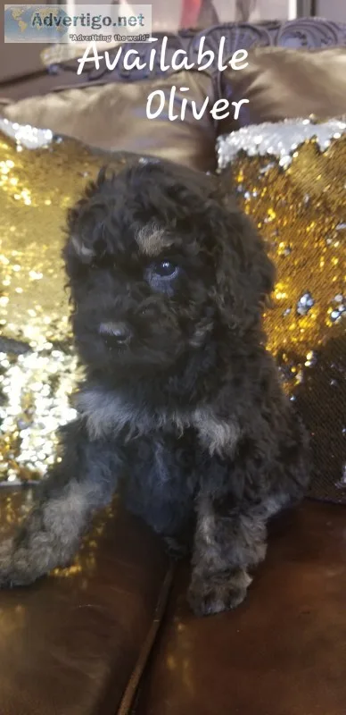 Moyen poodles