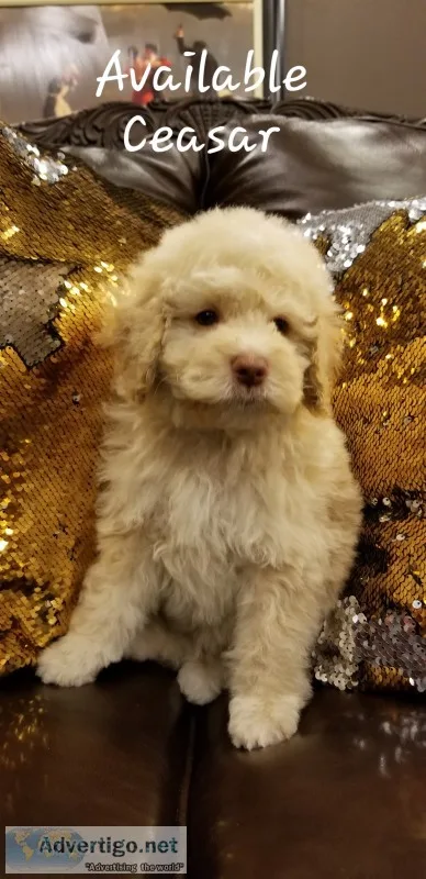 Moyen poodles