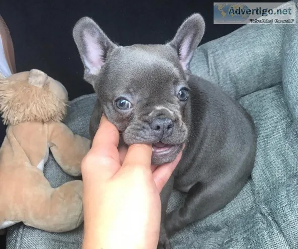 Blue m/f french bulldog pups