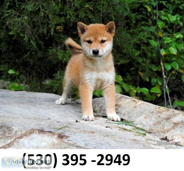 Hyujikl lovable shiba inu puppies ready