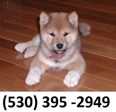 Jmklazsd lovable shiba inu puppies ready