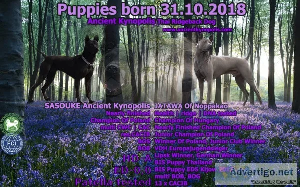 Thai ridgeback dog puppies for sale