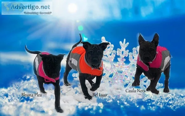Thai ridgeback dog puppies for sale