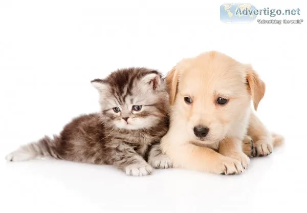 Savings on brand name pet care supplies