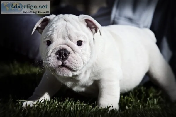 Two english bulldog puppies