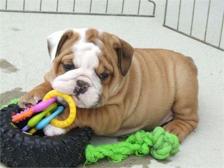 English bulldog puppies