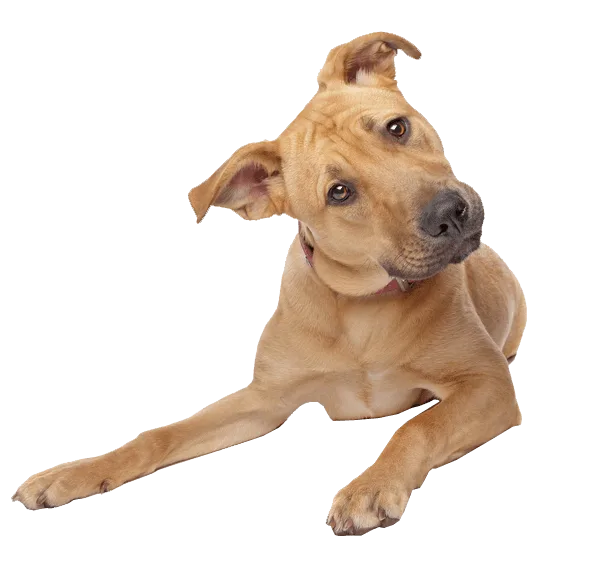 Savings on brand name pet care supplies