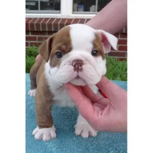 Ckc english bulldog puppies
