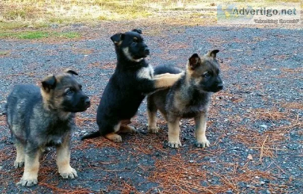 German shepherd puppies