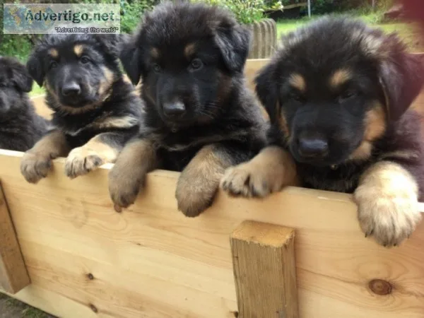 German shepherd puppies