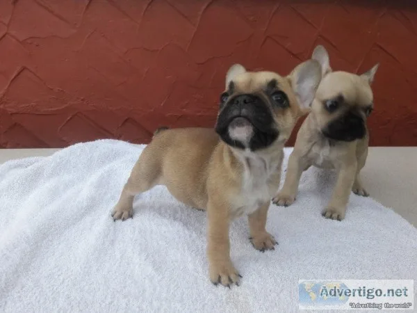 Adorable male french bull dogs 