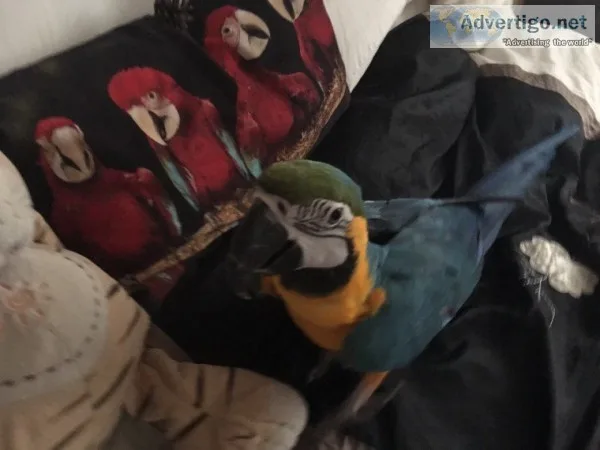 Hyacinth macaws for sale 