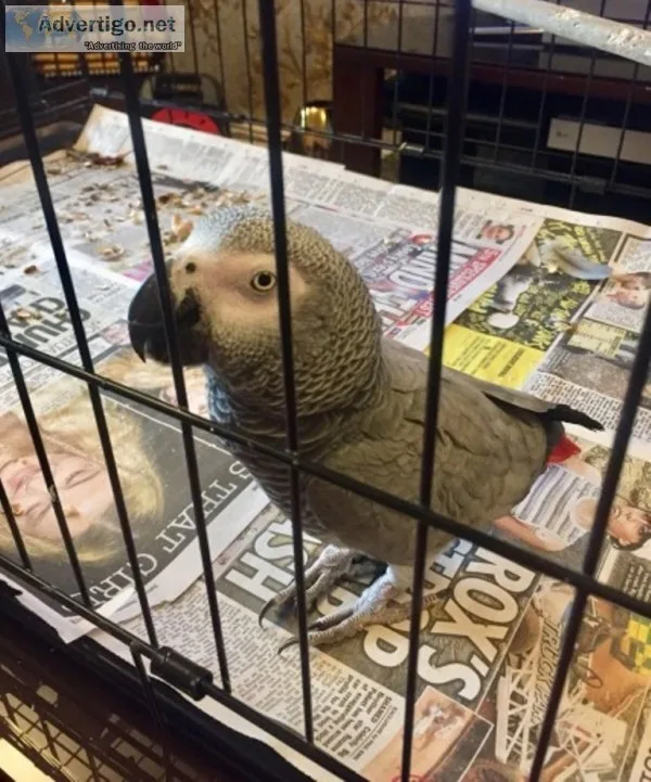 African grey parrot available