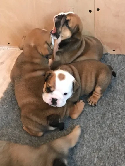 English bulldog puppies 