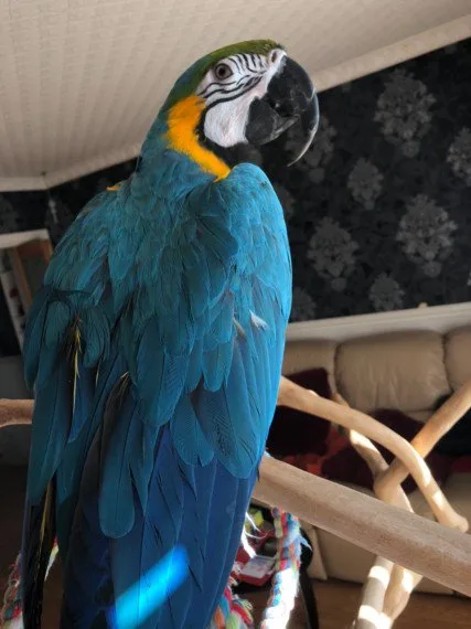 Hyacinth macaws for sale 