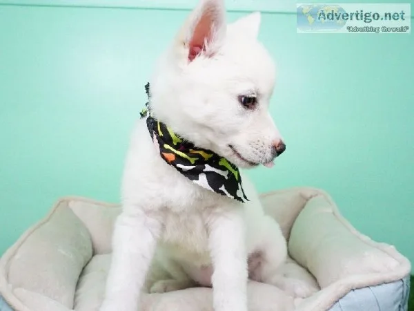 Siberian husky x german shepherd pups